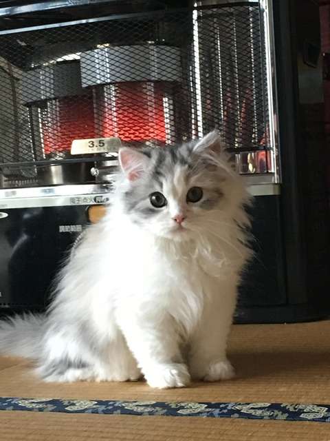 ガルちゃん猫カフェ☆2号店