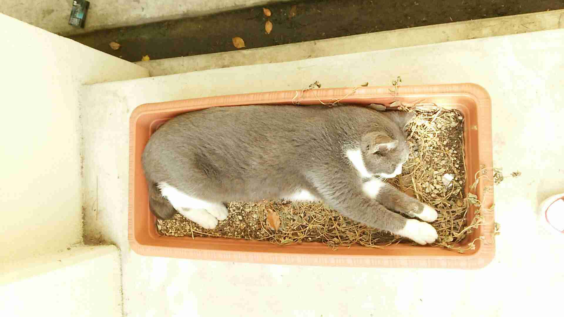 ガルちゃん猫カフェ☆2号店