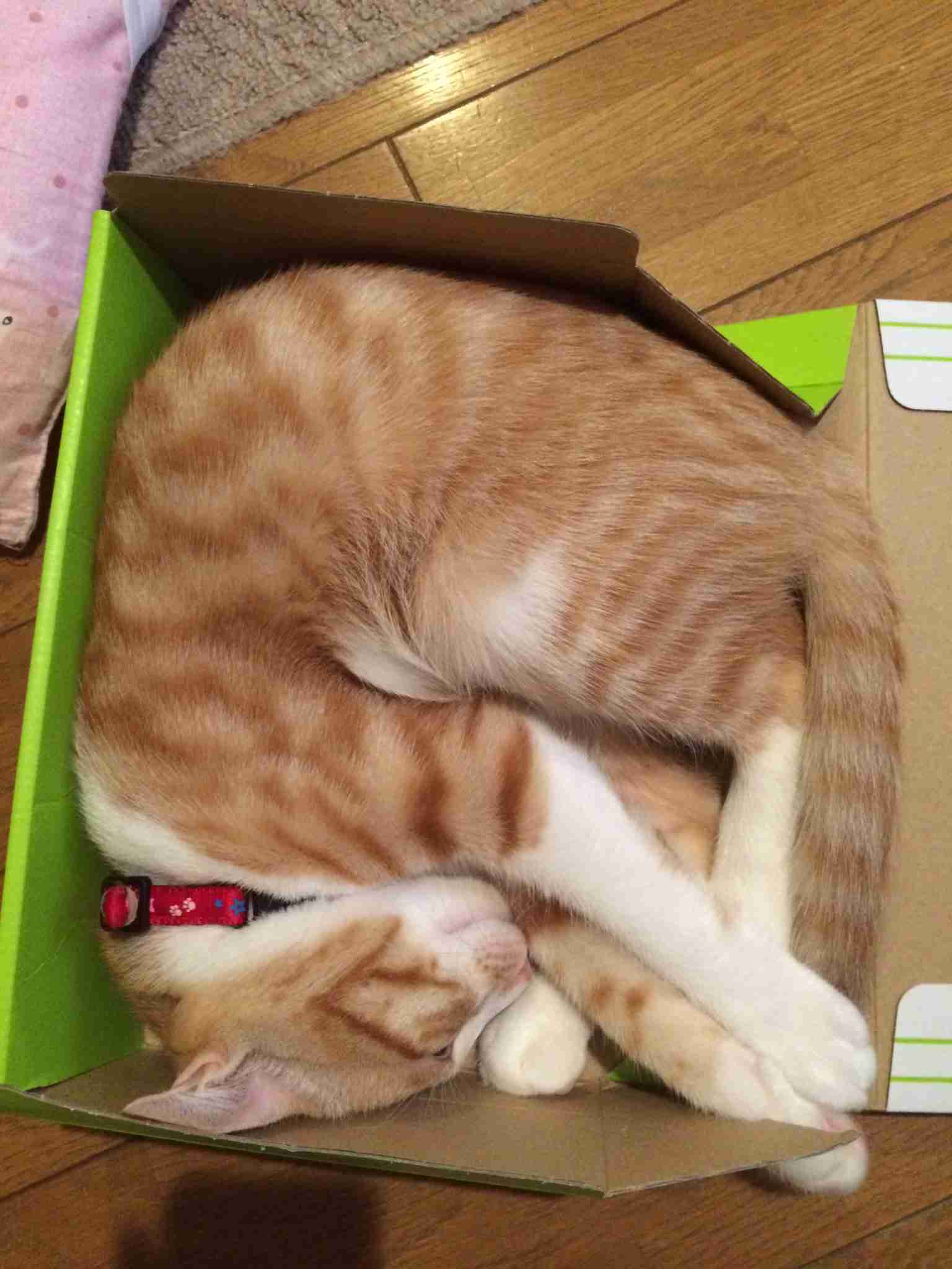ガルちゃん猫カフェ☆2号店