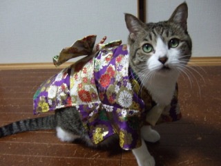 ガルちゃん猫カフェ☆2号店