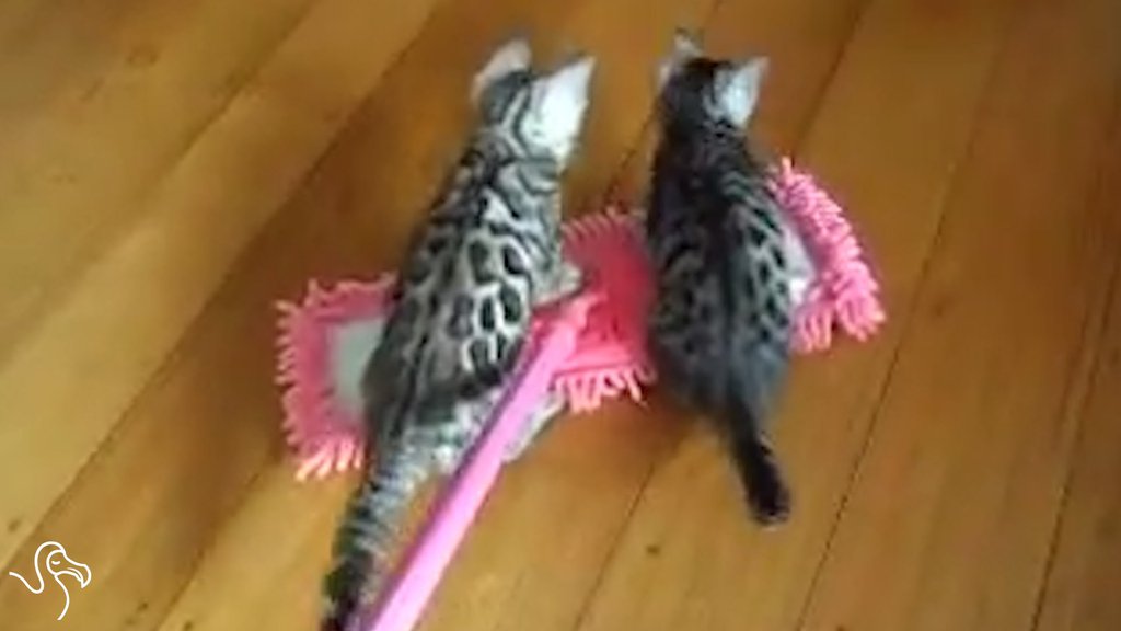 ガルちゃん猫カフェ☆2号店