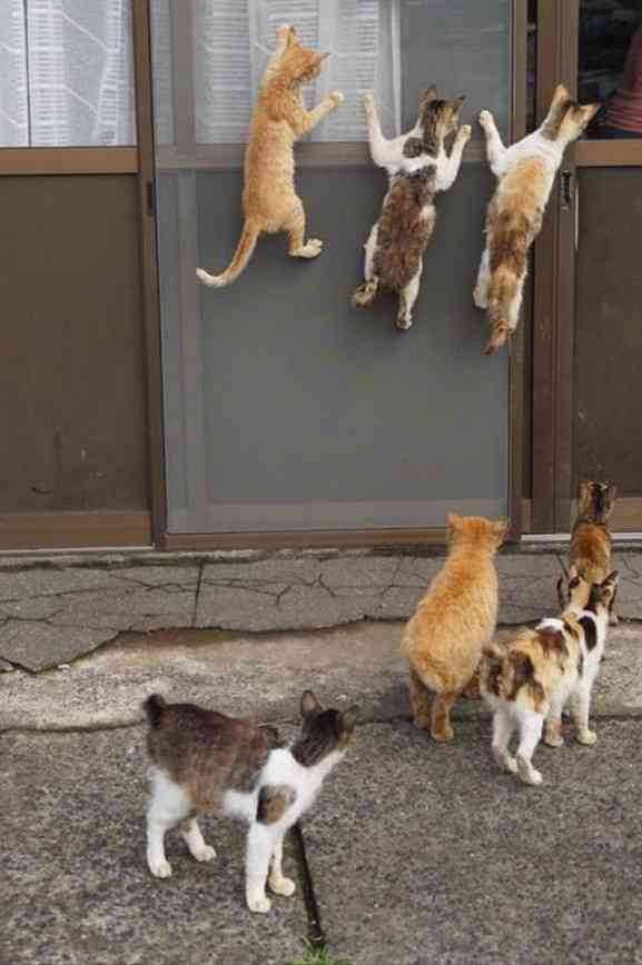 ガルちゃん猫カフェ☆2号店