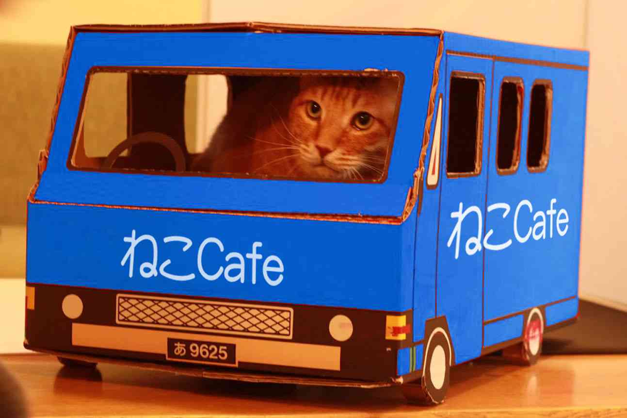 ガルちゃん猫カフェ☆2号店