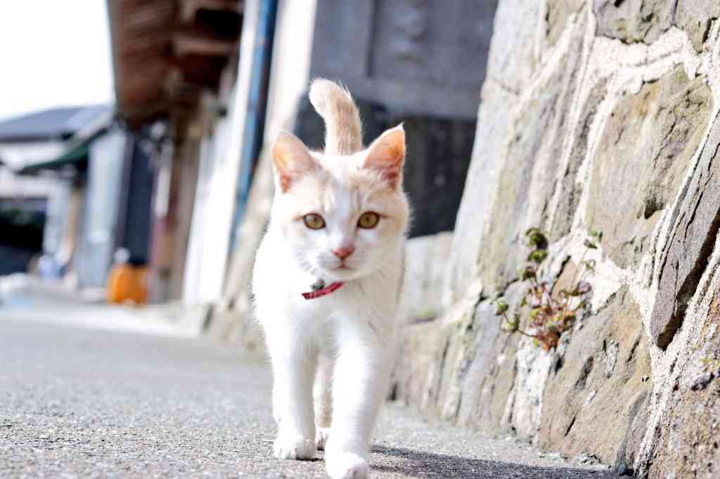 ガルちゃん猫カフェ☆2号店