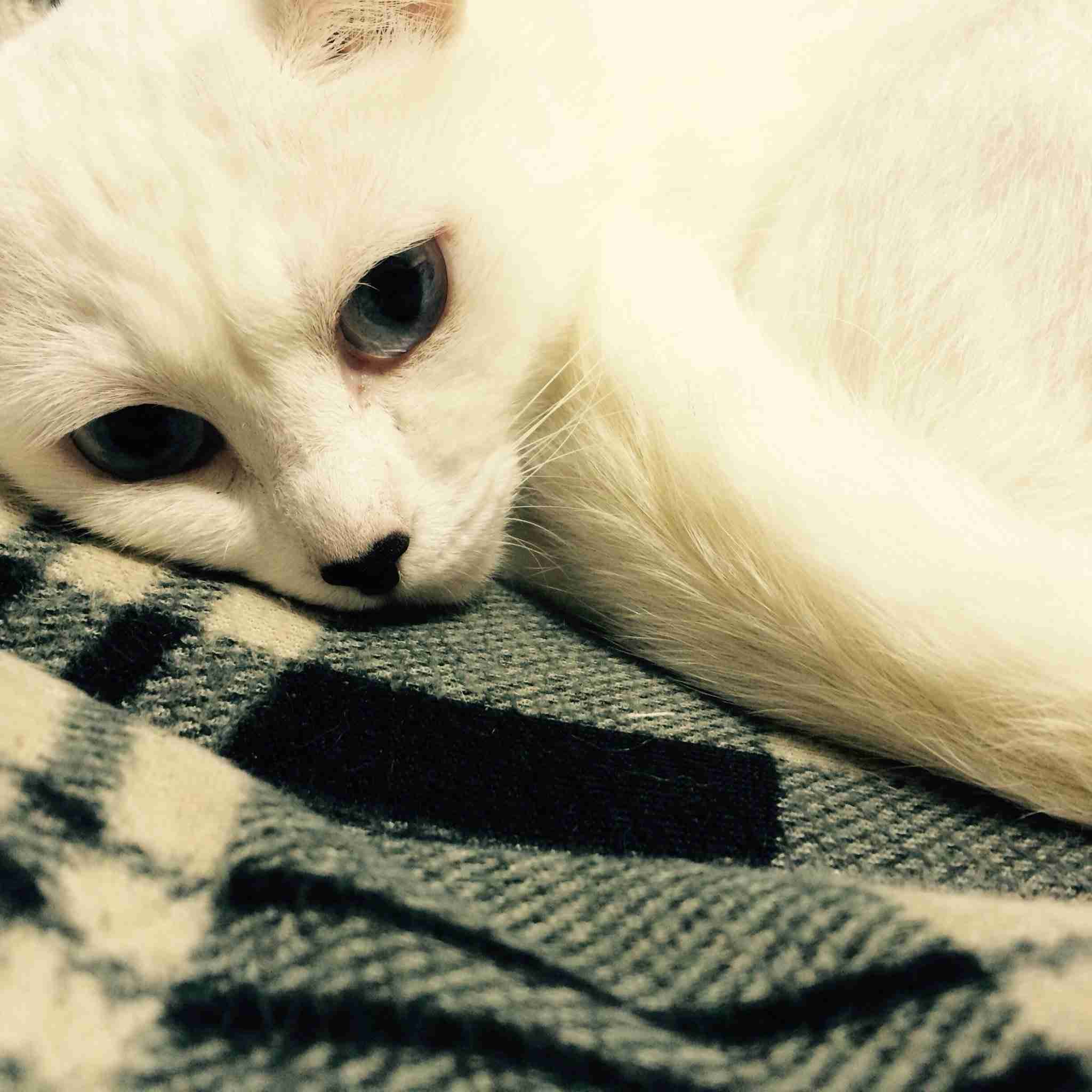 ガルちゃん猫カフェ☆2号店