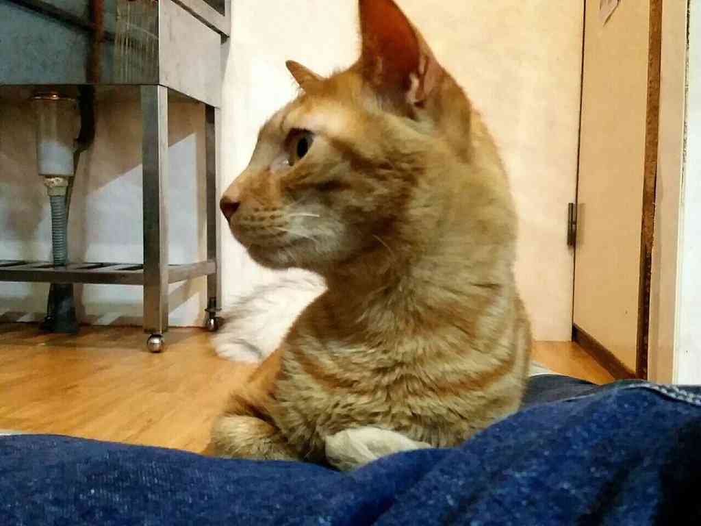 ガルちゃん猫カフェ☆2号店