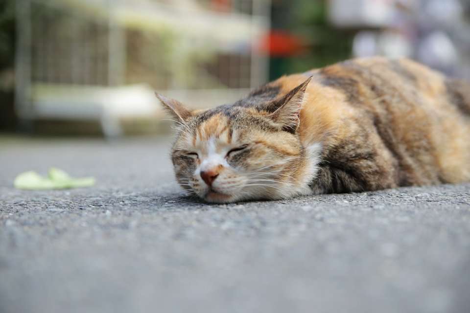 ガルちゃん猫カフェ☆2号店