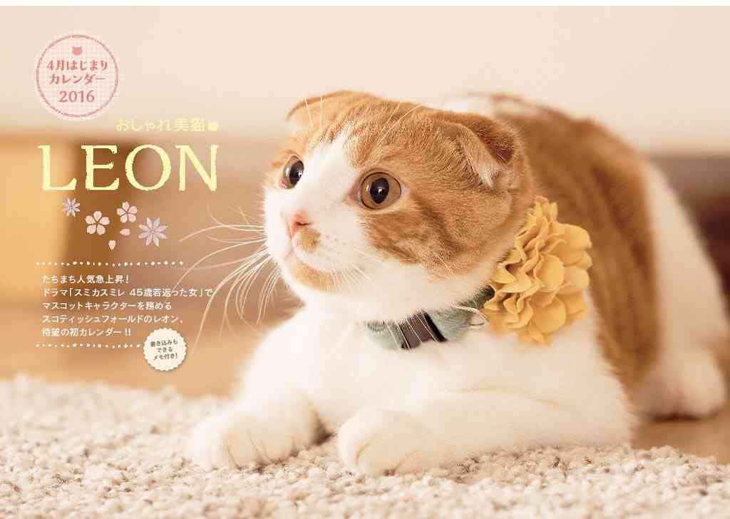 ガルちゃん猫カフェ☆2号店