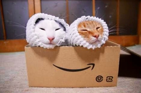 ガルちゃん猫カフェ☆2号店