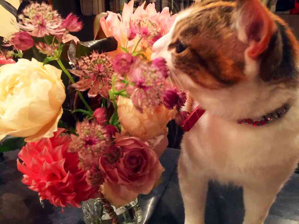 ガルちゃん猫カフェ☆2号店