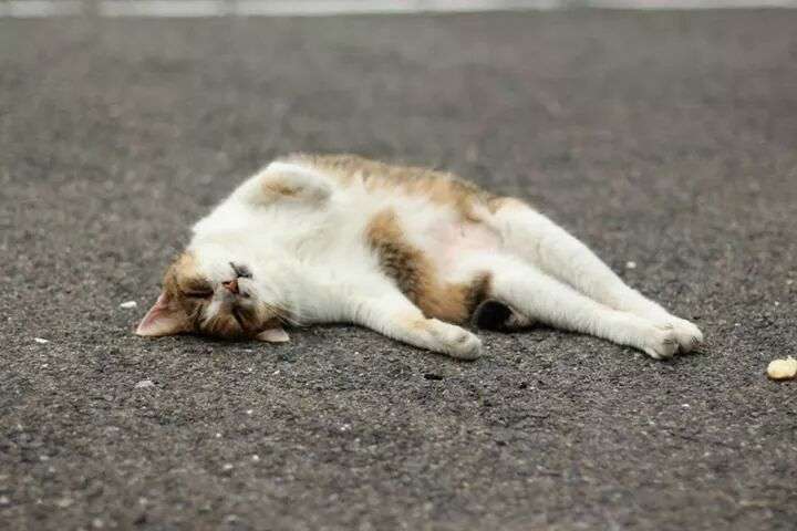 ガルちゃん猫カフェ☆2号店