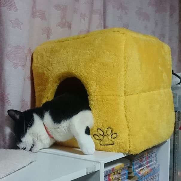ガルちゃん猫カフェ☆2号店