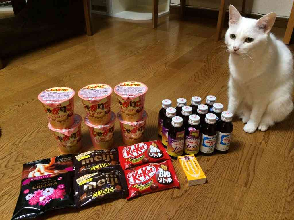 ガルちゃん猫カフェ☆2号店