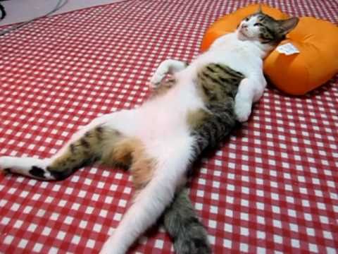 ガルちゃん猫カフェ☆2号店
