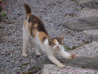 ガルちゃん猫カフェ☆2号店