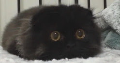ガルちゃん猫カフェ☆2号店