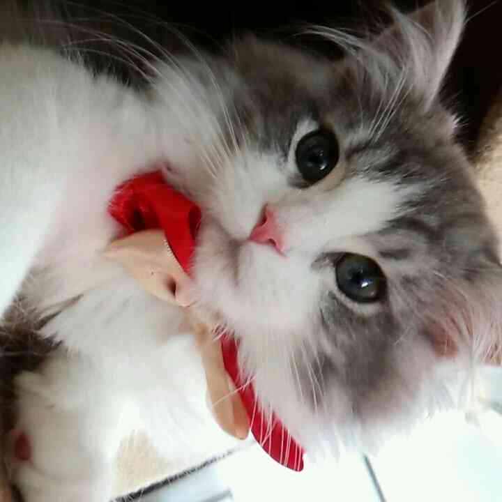 ガルちゃん猫カフェ☆2号店