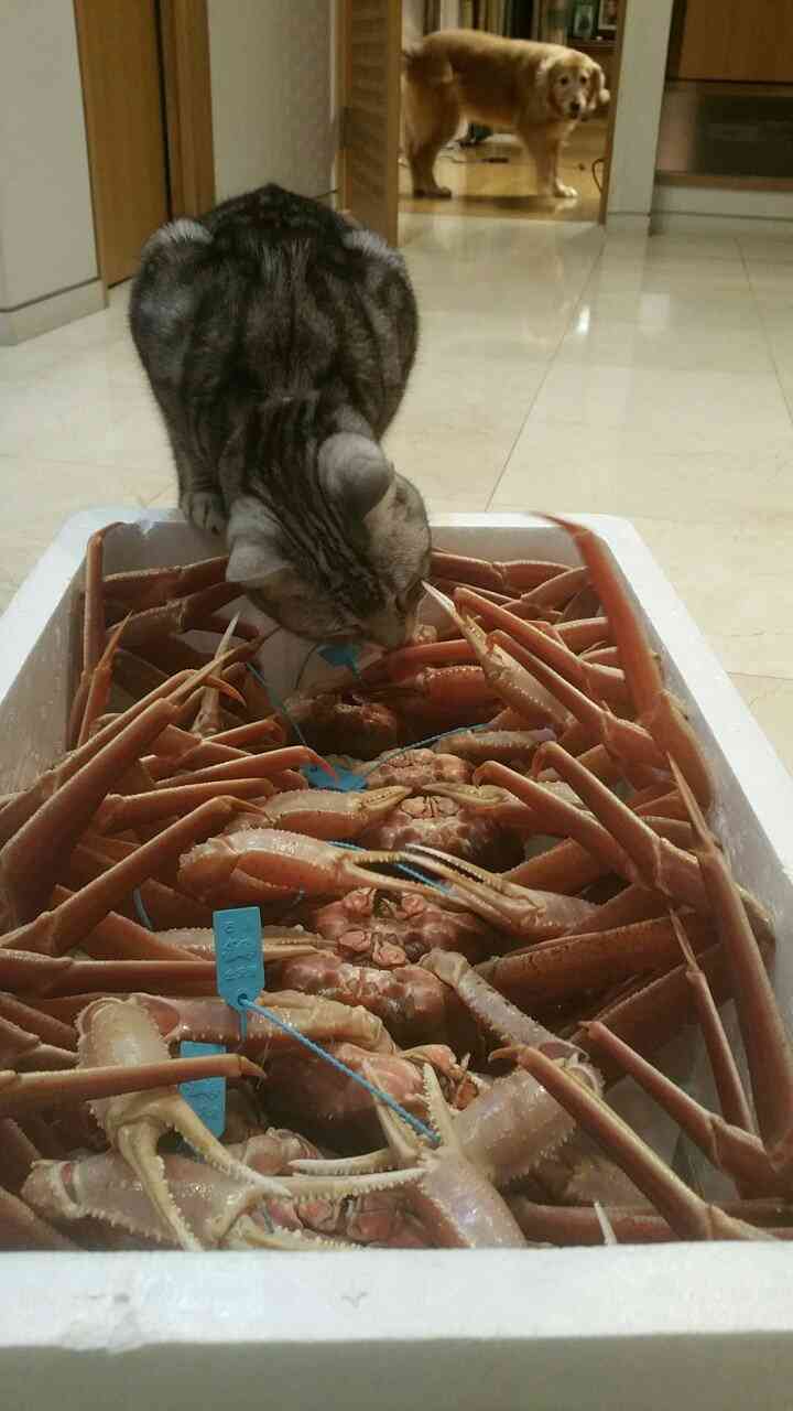 ガルちゃん猫カフェ☆2号店