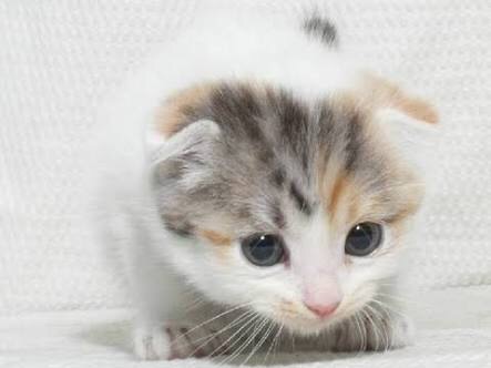 ガルちゃん猫カフェ☆2号店