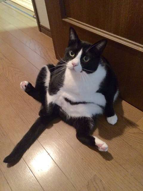 ガルちゃん猫カフェ☆2号店