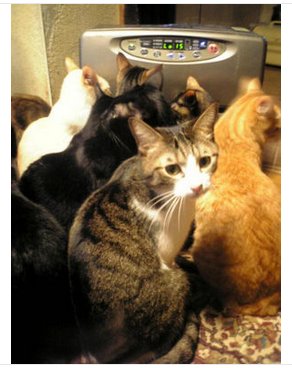 ガルちゃん猫カフェ☆2号店