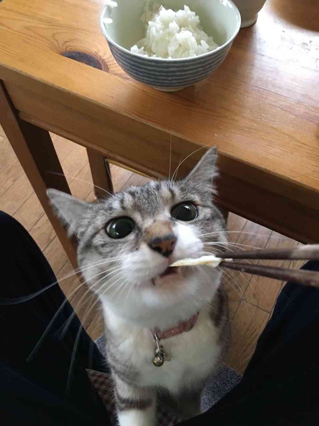 ガルちゃん猫カフェ☆2号店