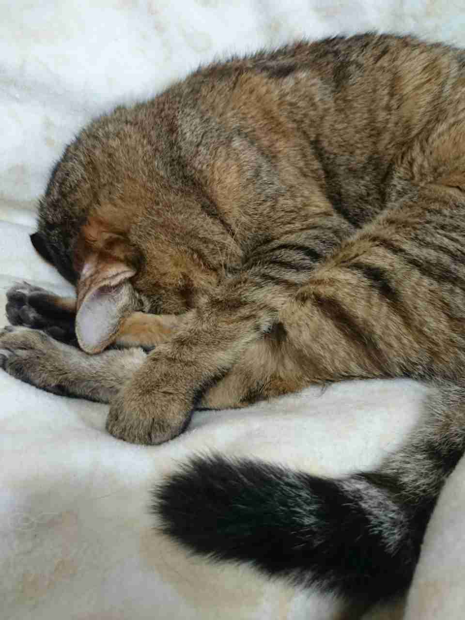 ガルちゃん猫カフェ☆2号店