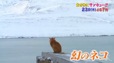 ガルちゃん猫カフェ☆2号店