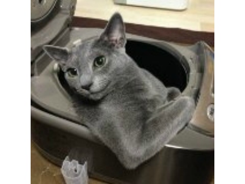 ガルちゃん猫カフェ☆2号店