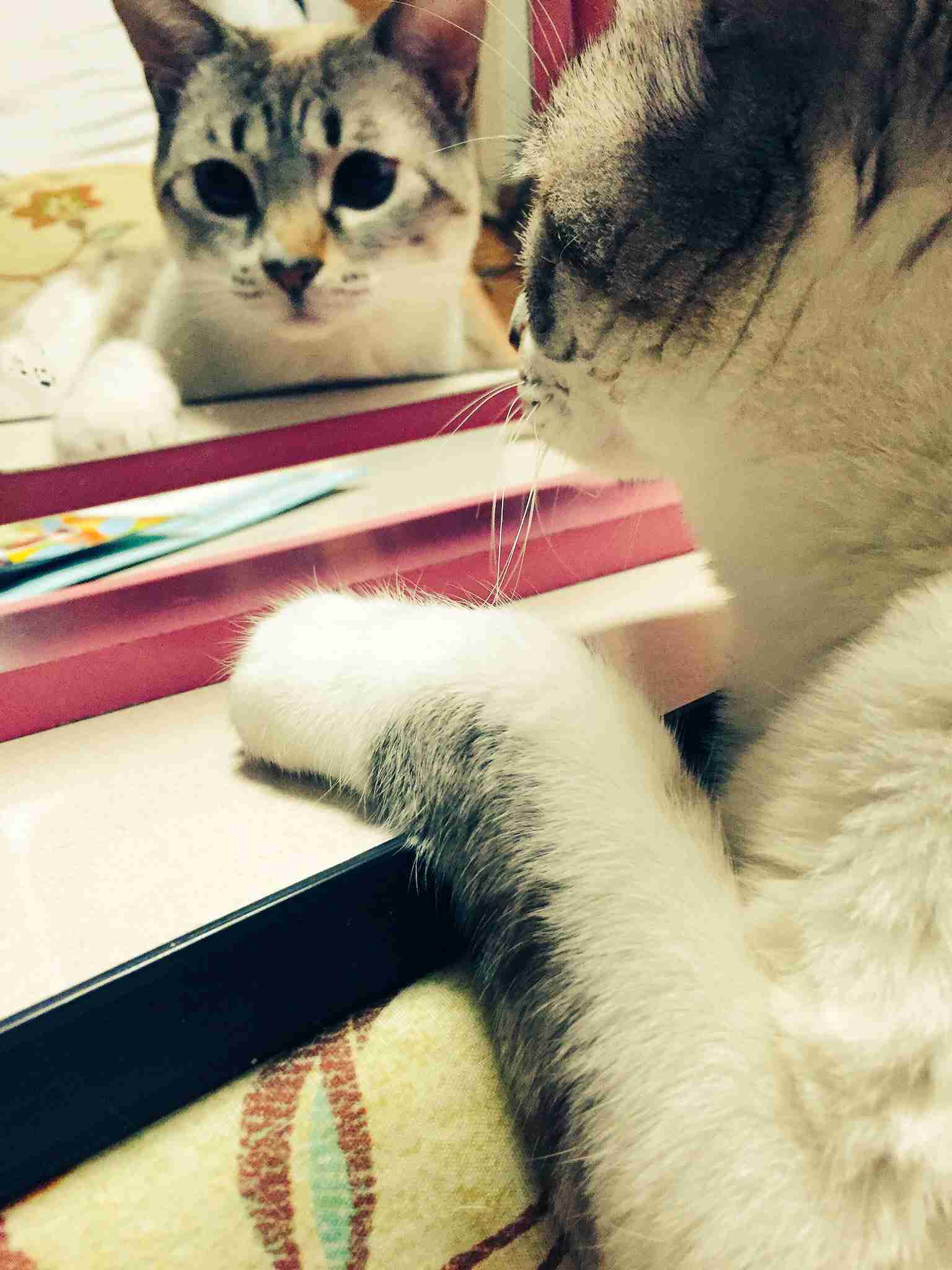 ガルちゃん猫カフェ☆2号店