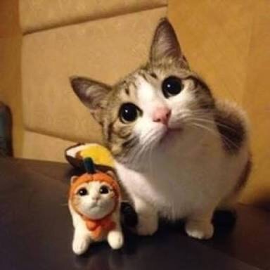 ガルちゃん猫カフェ☆2号店