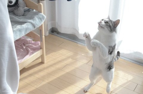 ガルちゃん猫カフェ☆2号店