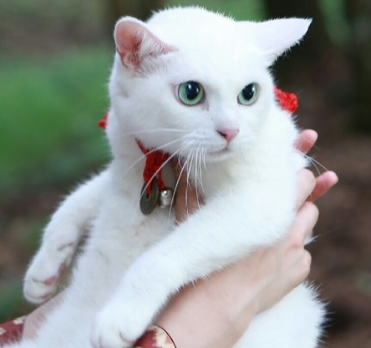 ガルちゃん猫カフェ☆2号店