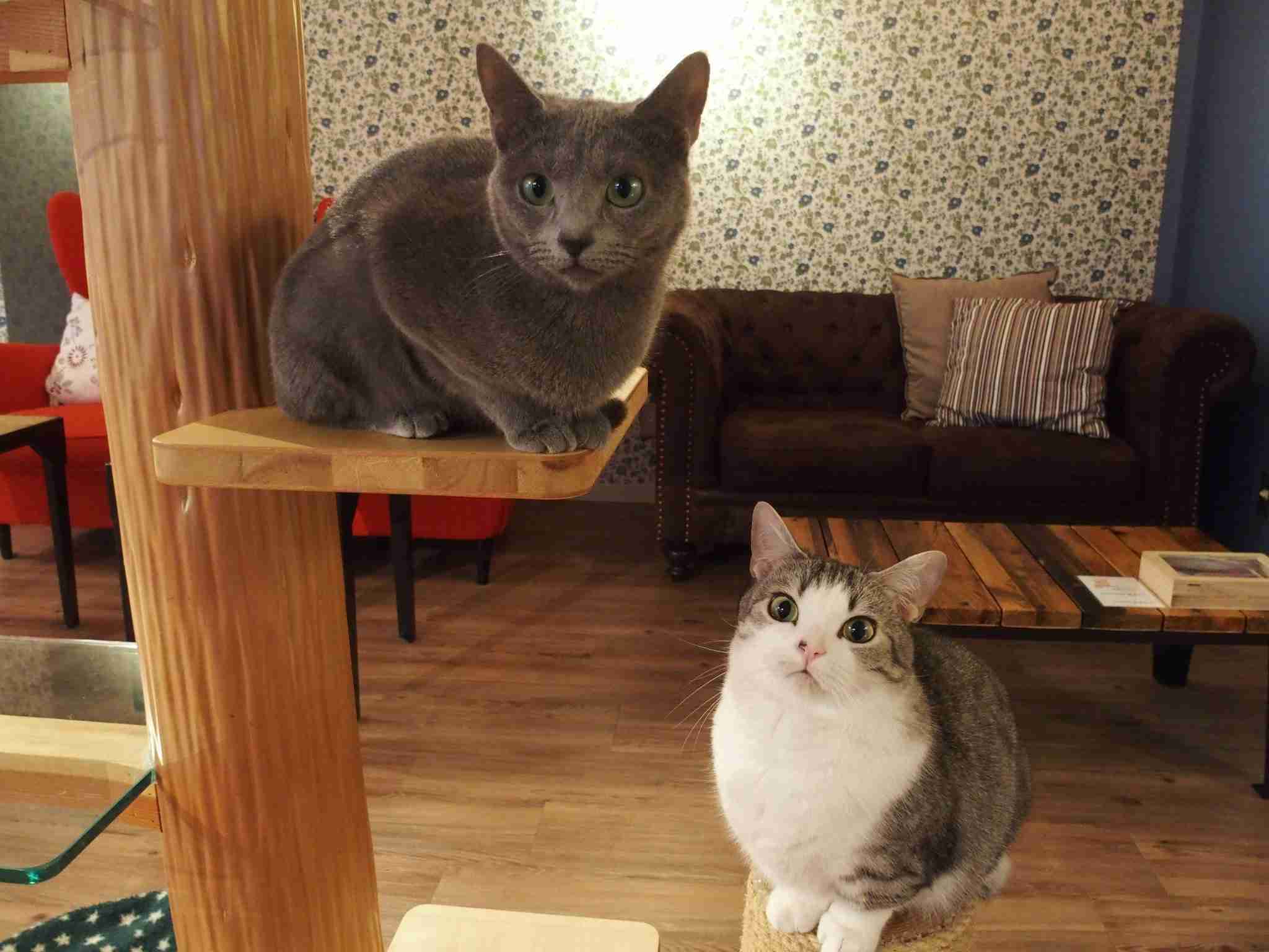 ガルちゃん猫カフェ☆2号店
