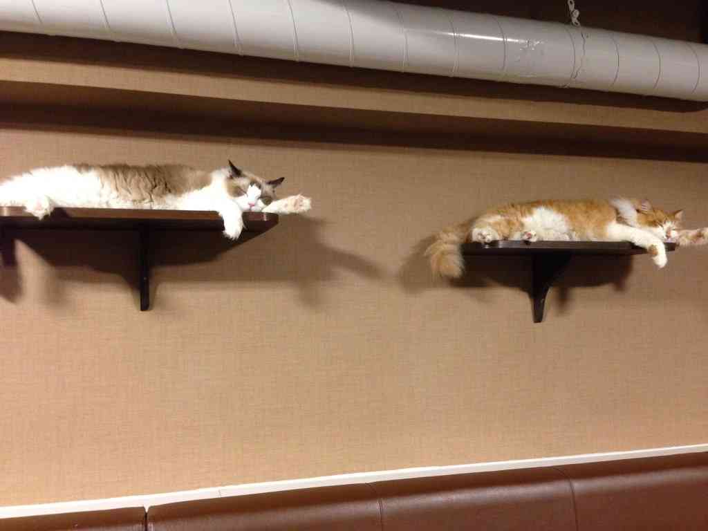 ガルちゃん猫カフェ☆2号店