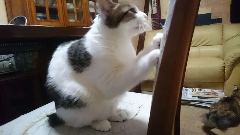 ガルちゃん猫カフェ☆2号店