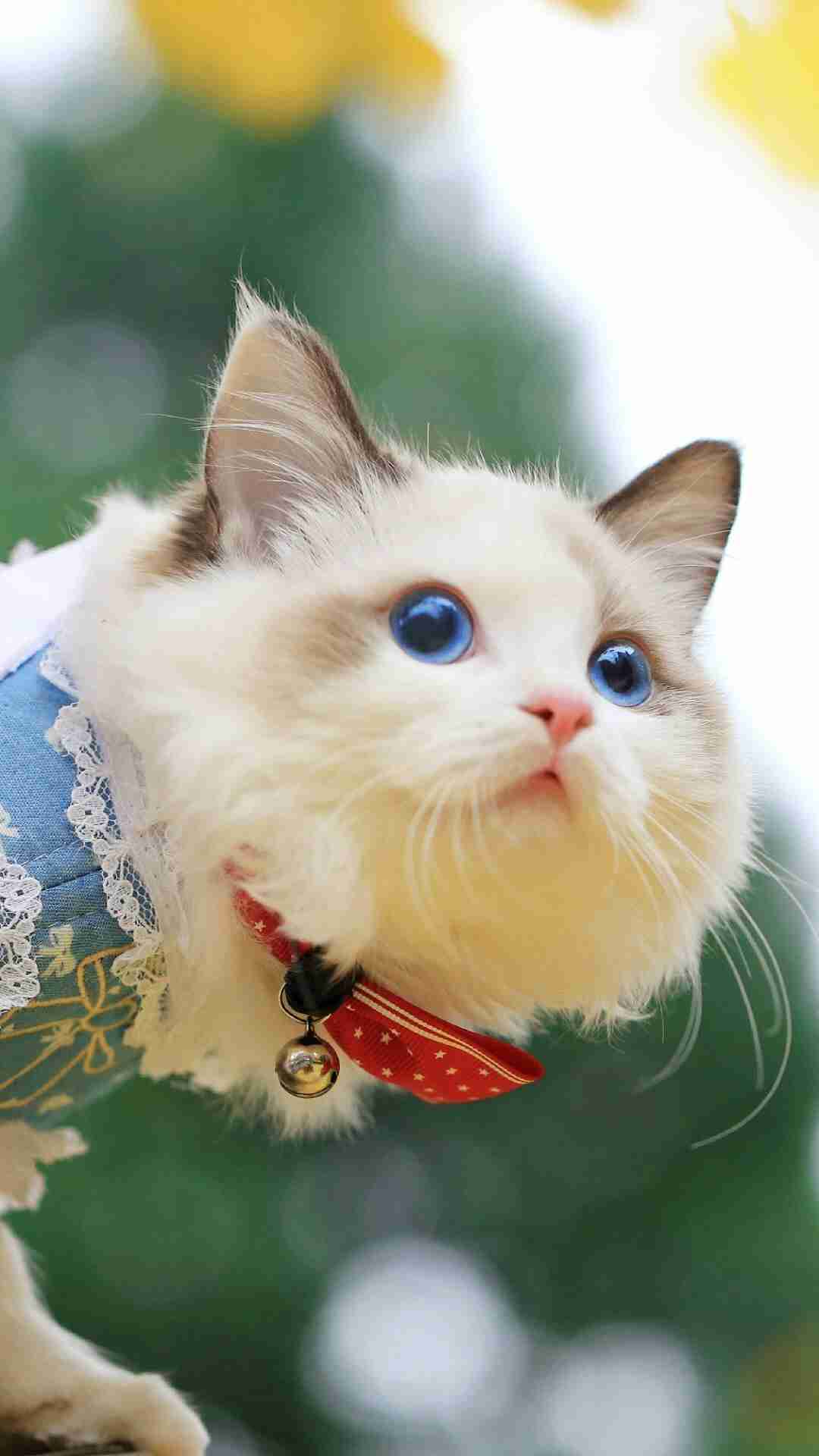 ガルちゃん猫カフェ☆2号店
