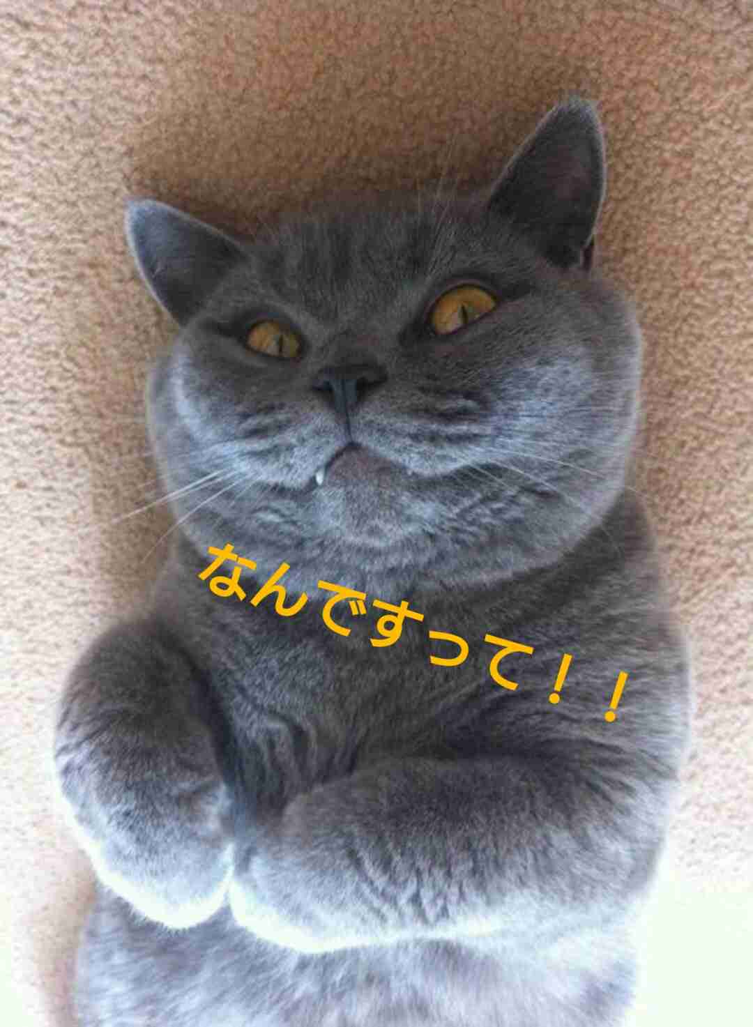 ガルちゃん猫カフェ☆2号店