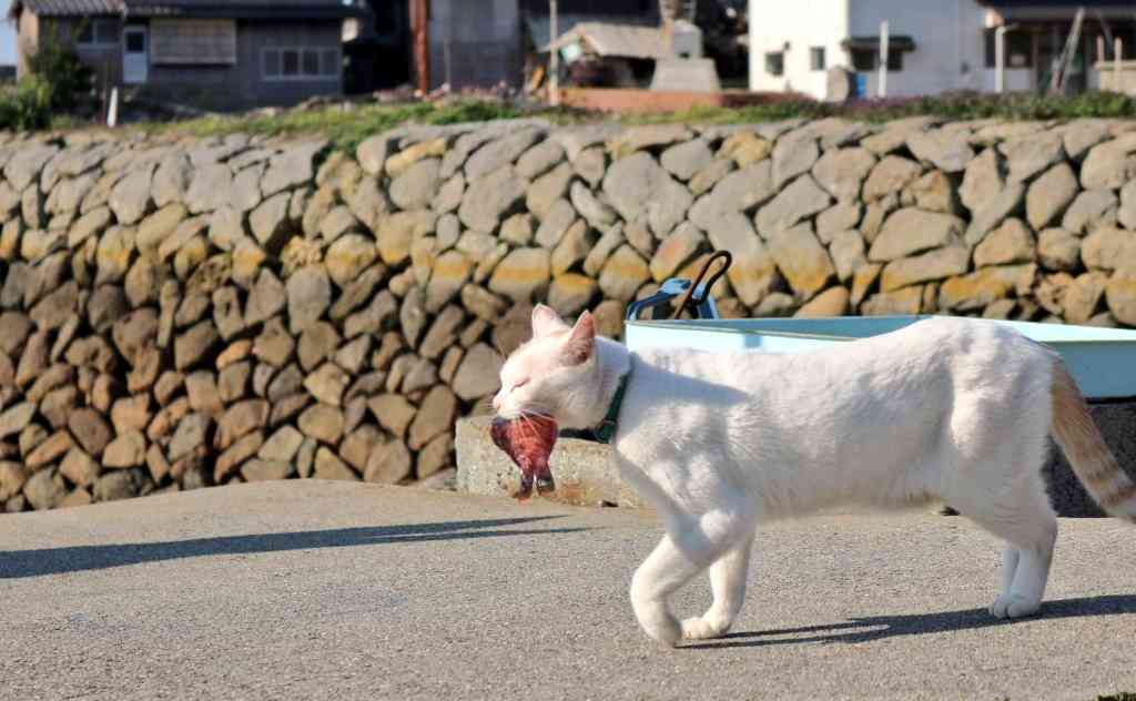 ガルちゃん猫カフェ☆2号店