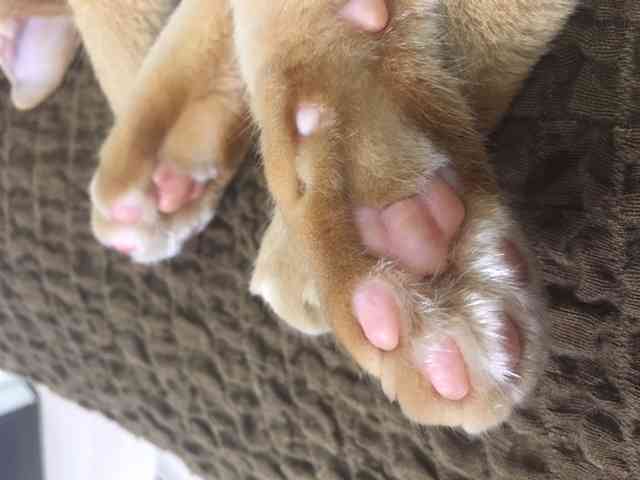 ガルちゃん猫カフェ☆2号店