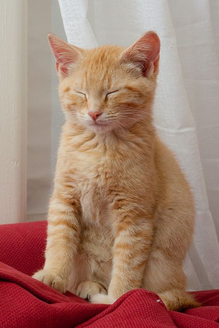 ガルちゃん猫カフェ☆2号店