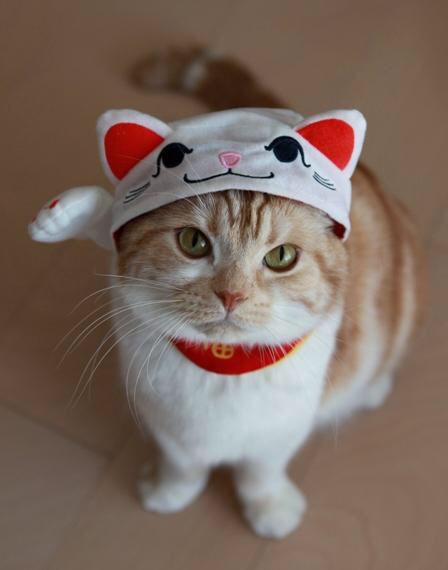 ガルちゃん猫カフェ☆2号店