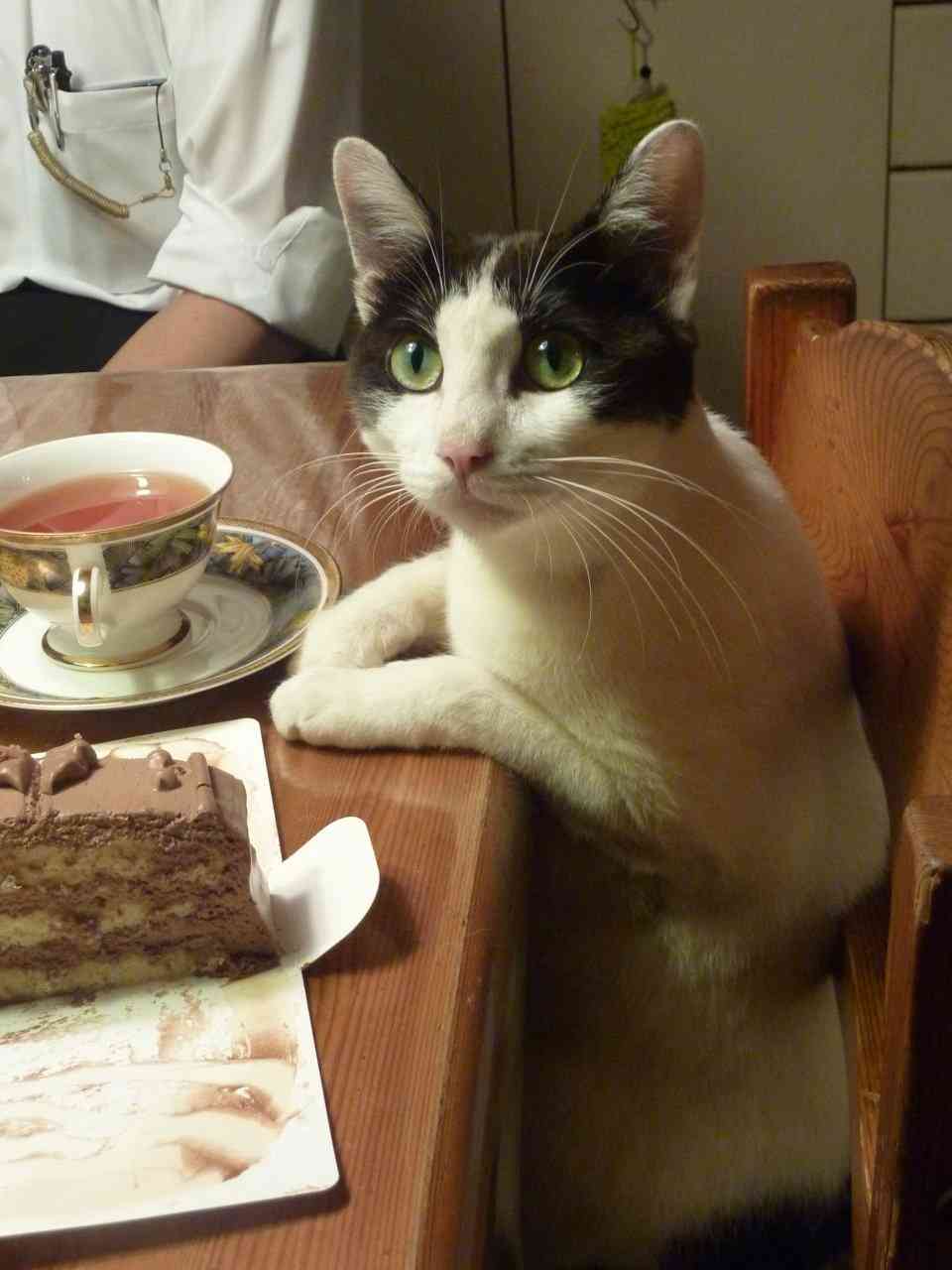 ガルちゃん猫カフェ☆2号店