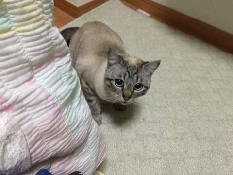 ガルちゃん猫カフェ☆2号店