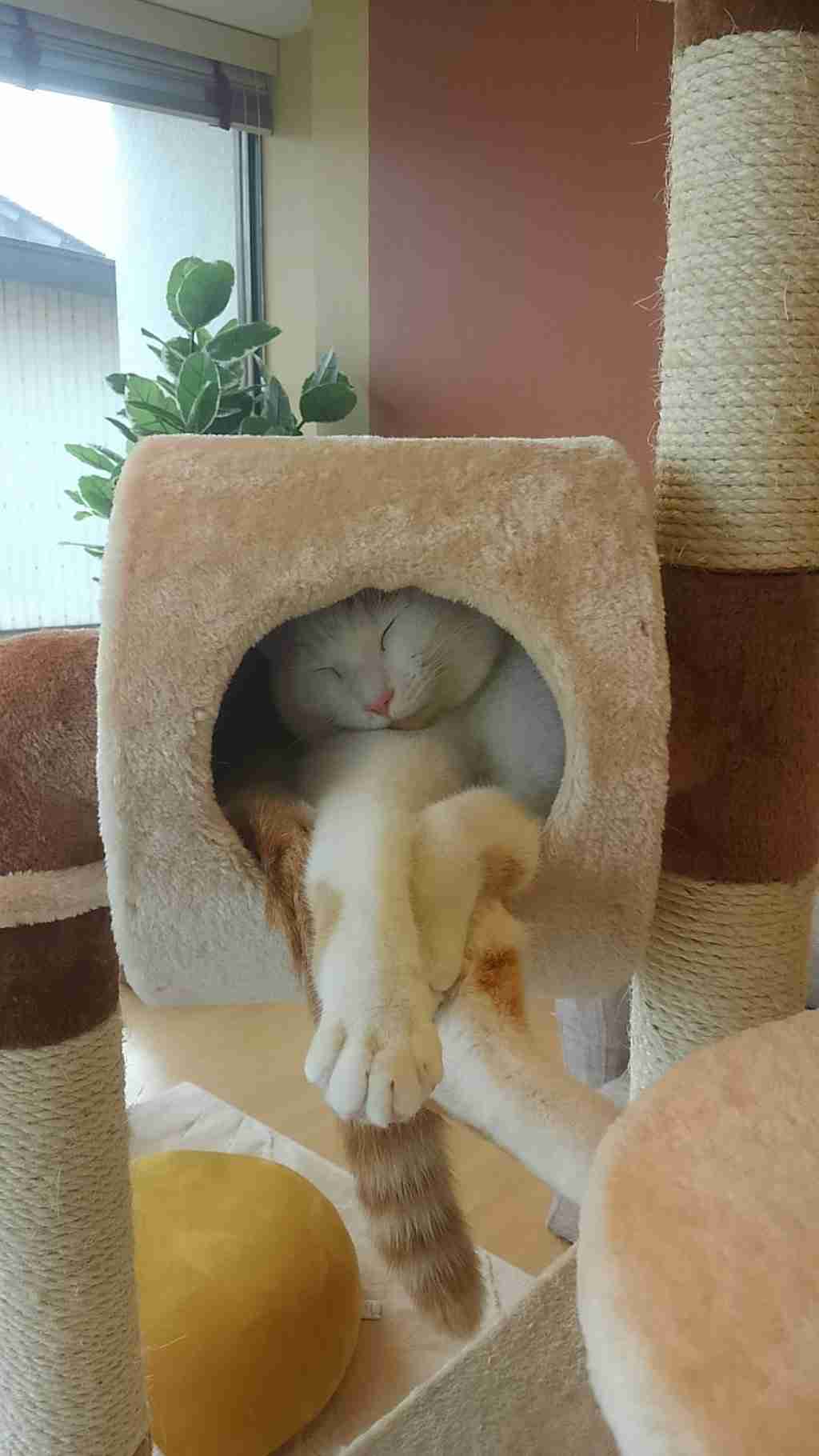 ガルちゃん猫カフェ☆2号店