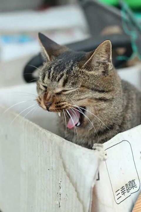 ガルちゃん猫カフェ☆2号店