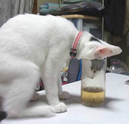 ガルちゃん猫カフェ☆2号店