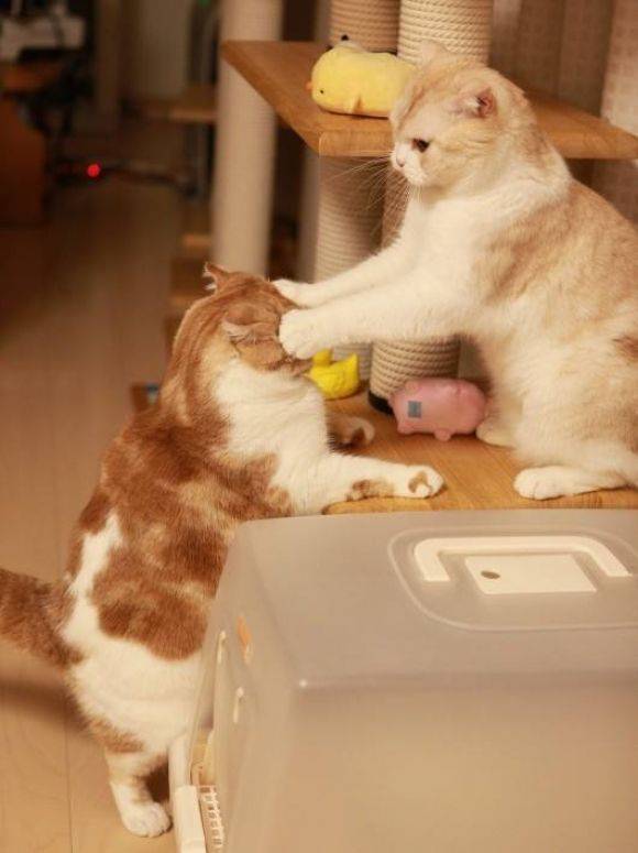 ガルちゃん猫カフェ☆2号店