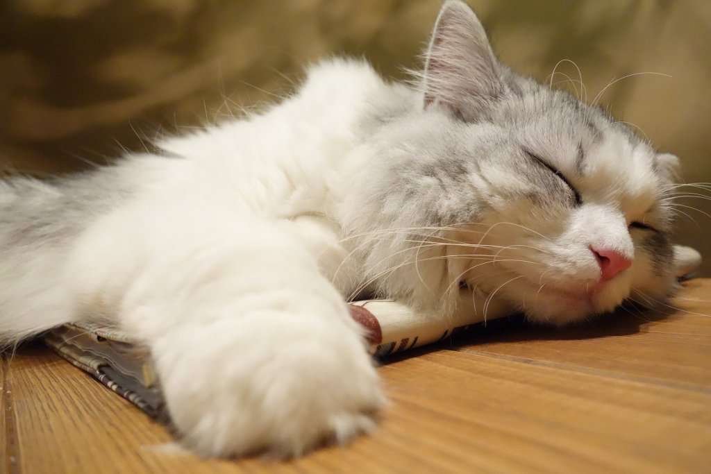 ガルちゃん猫カフェ☆2号店