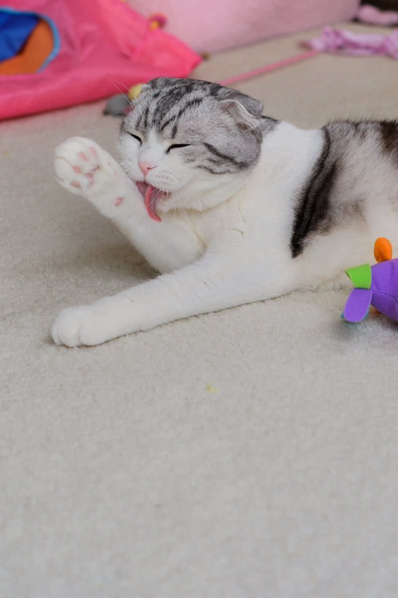 ガルちゃん猫カフェ☆2号店